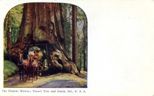 The Famous Wawona Tunnel Tree and Coach, California                 
